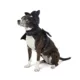 Product Thrills & Chills Dog Costume Harness- Bat