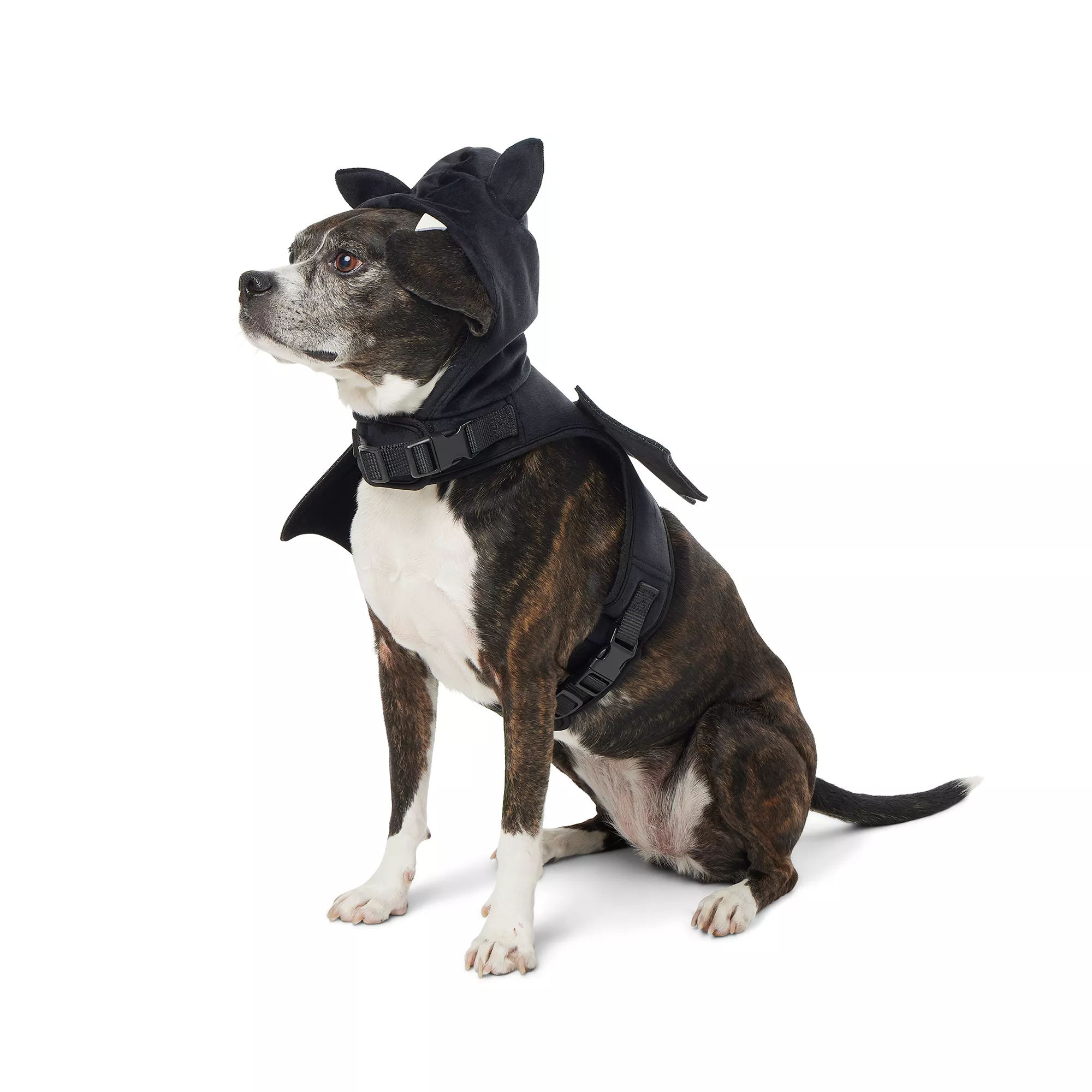 Thrills & Chills Dog Costume Harness- Bat