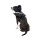 Product Thrills & Chills Dog Costume Harness- Bat