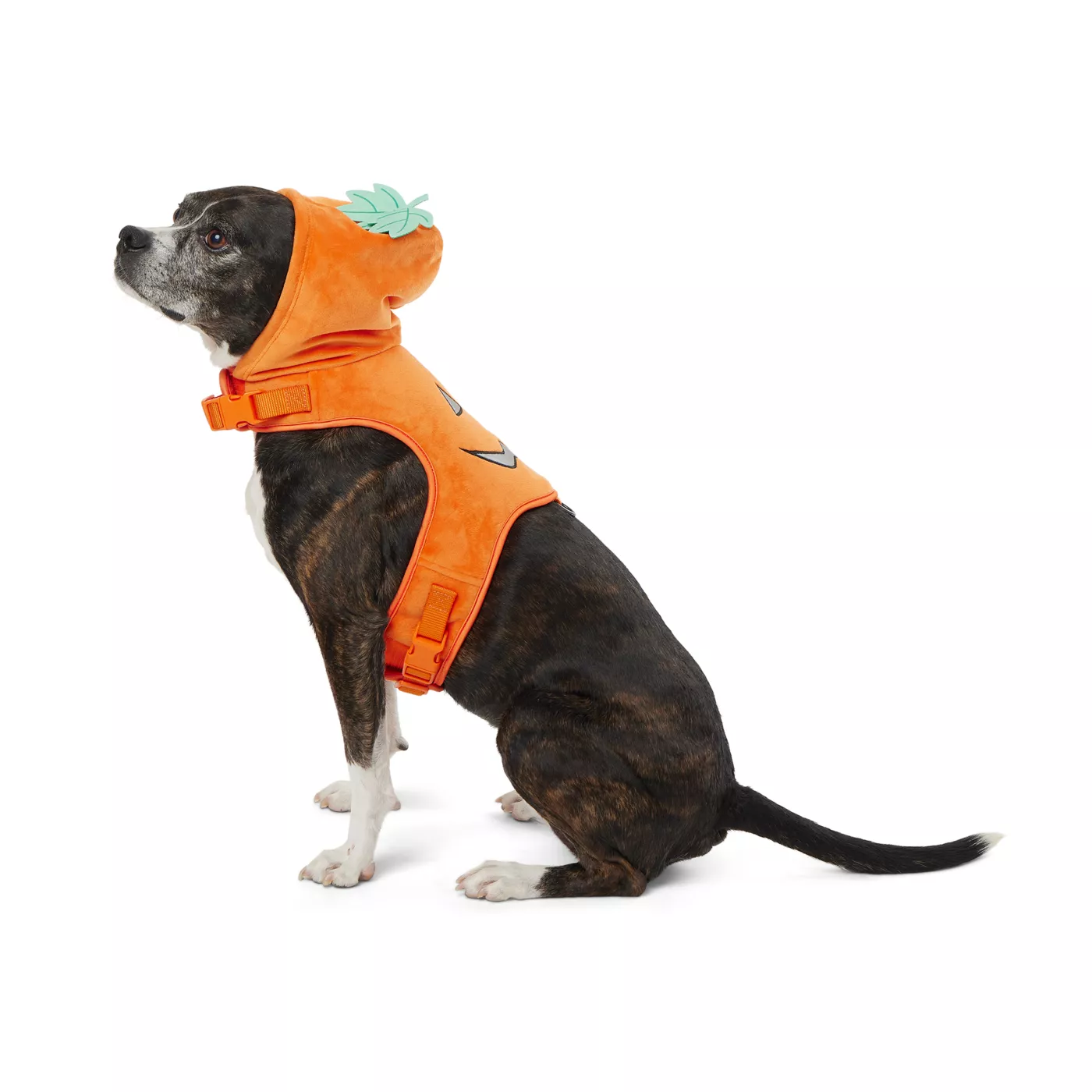 Dog harness halloween costume hotsell