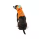 Product Thrills & Chills Pumpkin Costume Vest and Dog Harness