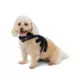 Product Thrills & Chills Spider Costume Vest and Harness