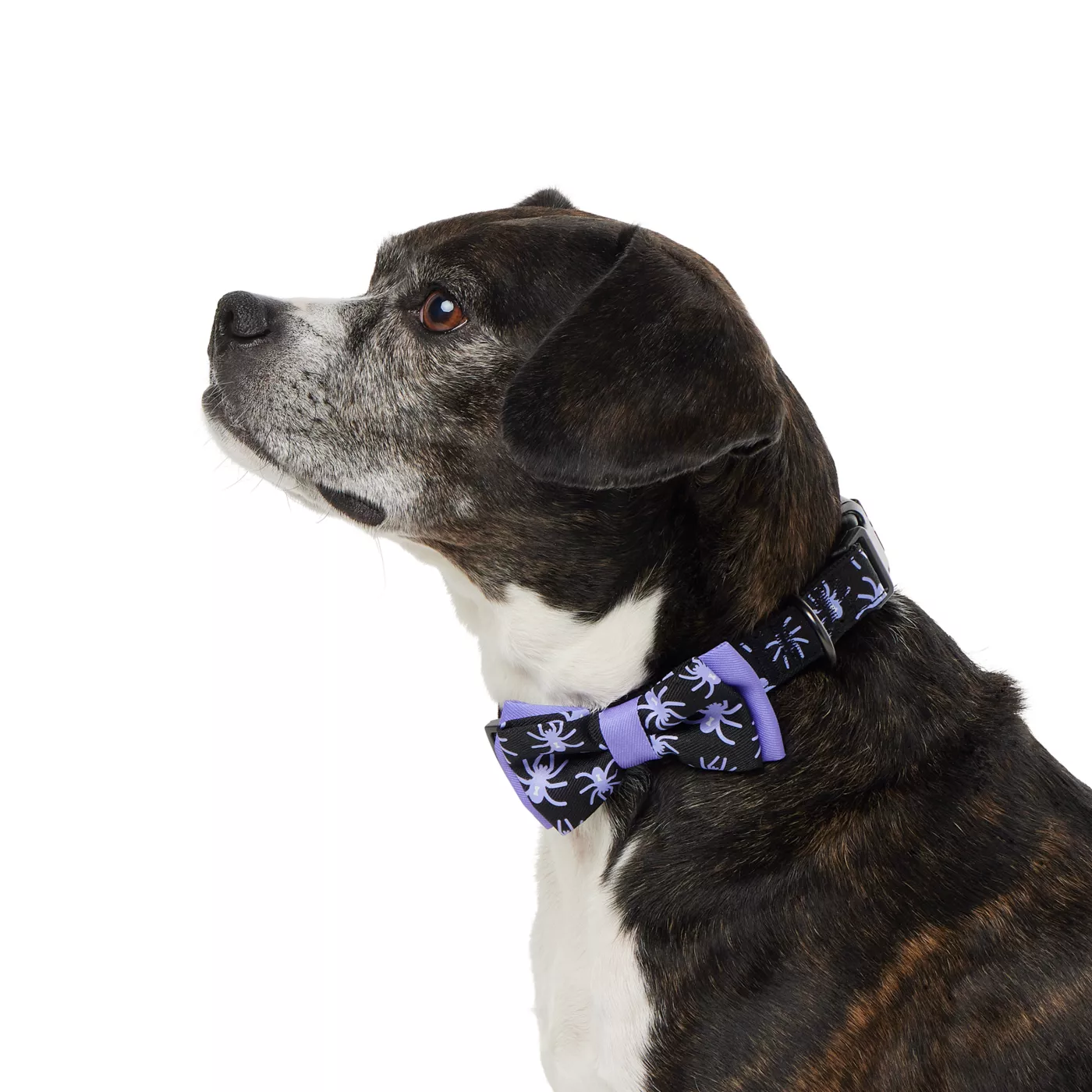 Thrills Chills Embellish Spider Dog Collar