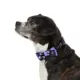 Product Thrills & Chills Embellish Spider Dog Collar