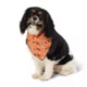 Product Thrills & Chills Pumpkin Pet Bandana