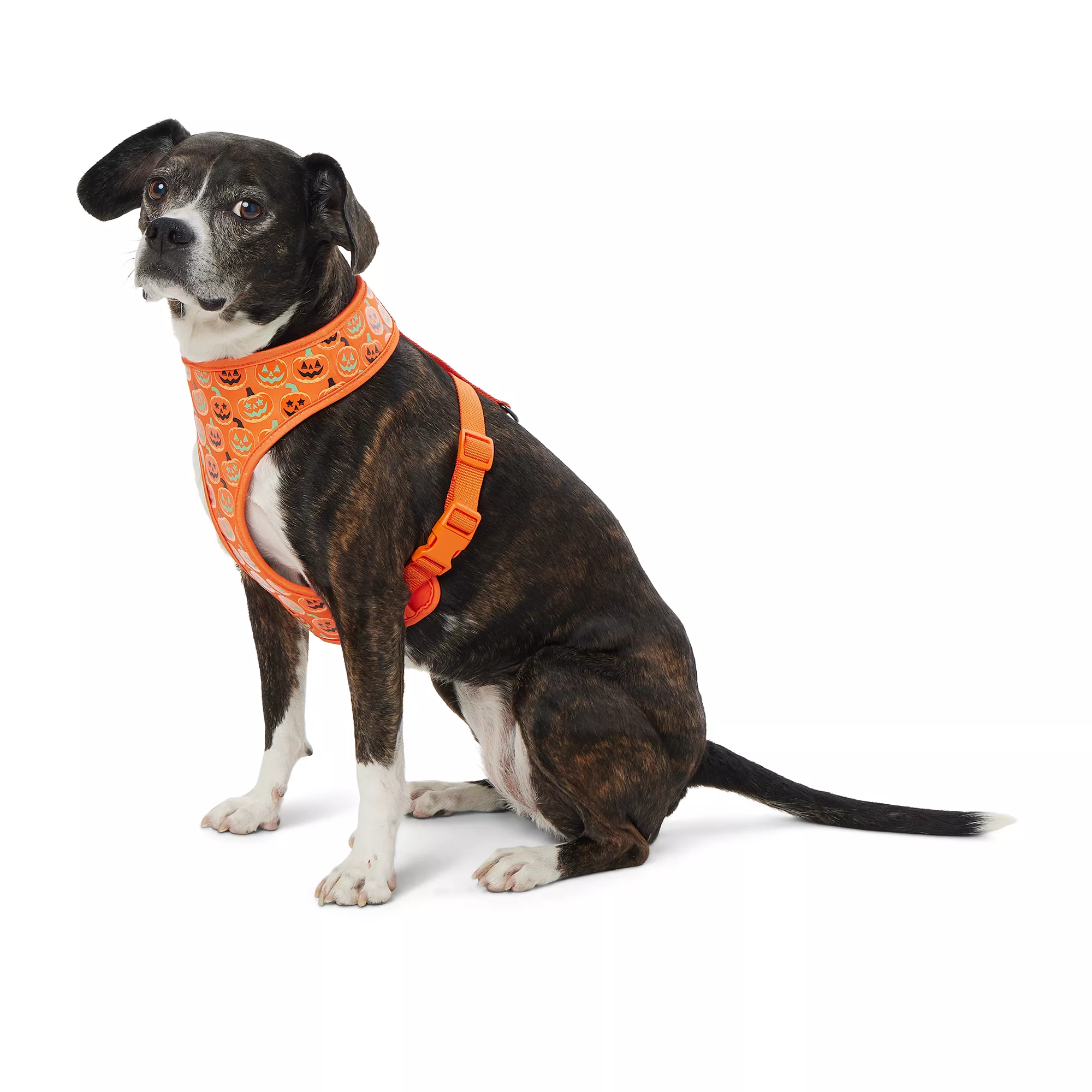 Thrills & Chills Pumpkin Reversible Dog Harness