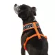 Product Thrills & Chills Pumpkin Reversible Dog Harness