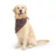 Product  Thrills & Chills Bones Pet Bandana