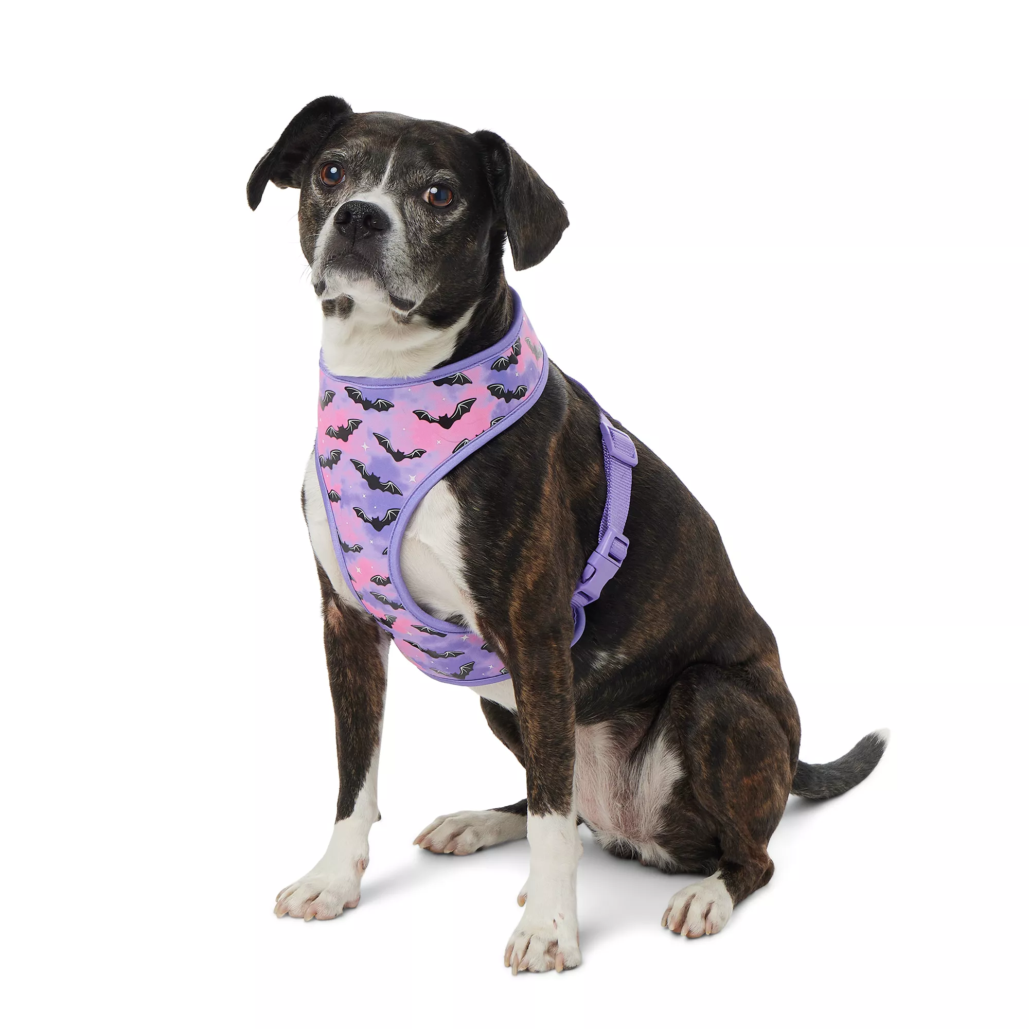 Thrills & Chills Spider Reversible Dog Harness