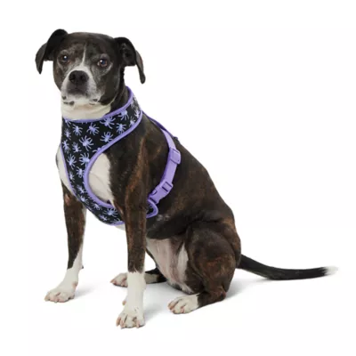 Product Thrills & Chills Spider Reversible Dog Harness