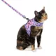 Product Thrills & Chills Bats Kitten Harness & Leash Combo Set