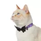 Product Thrills & Chills Embellish Bats Adjustable Collar