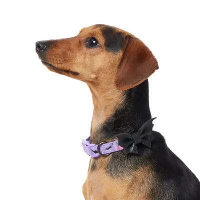 Product Thrills & Chills Embellish Bat Dog Collar