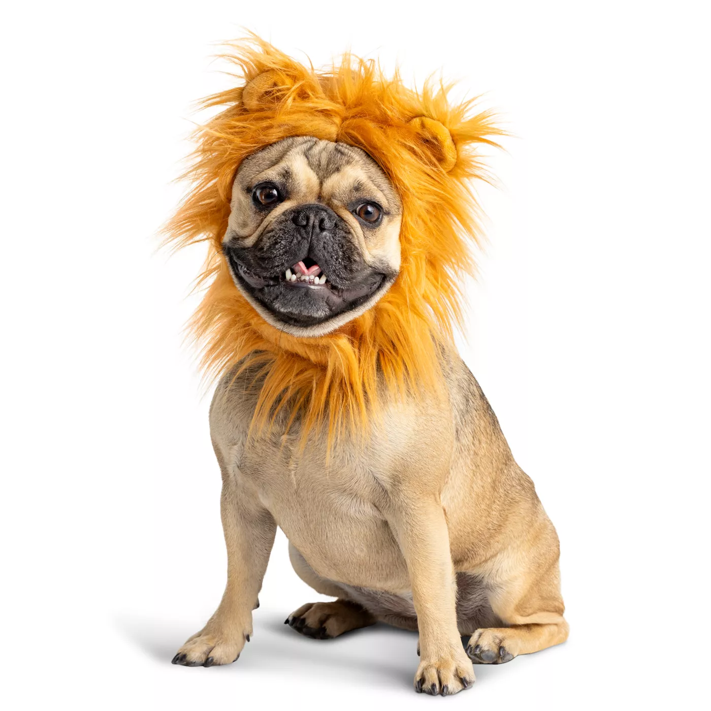 Lion king dog costume best sale