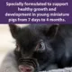 Product Mazuri Mini Pig Youth Food