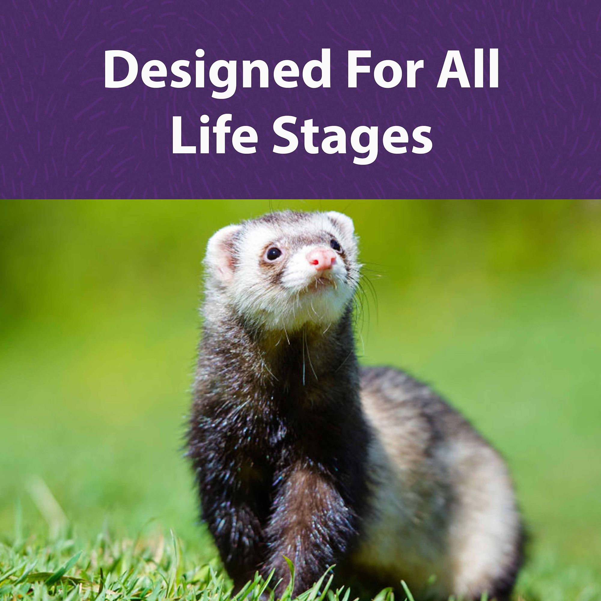 Mazuri ferret hotsell