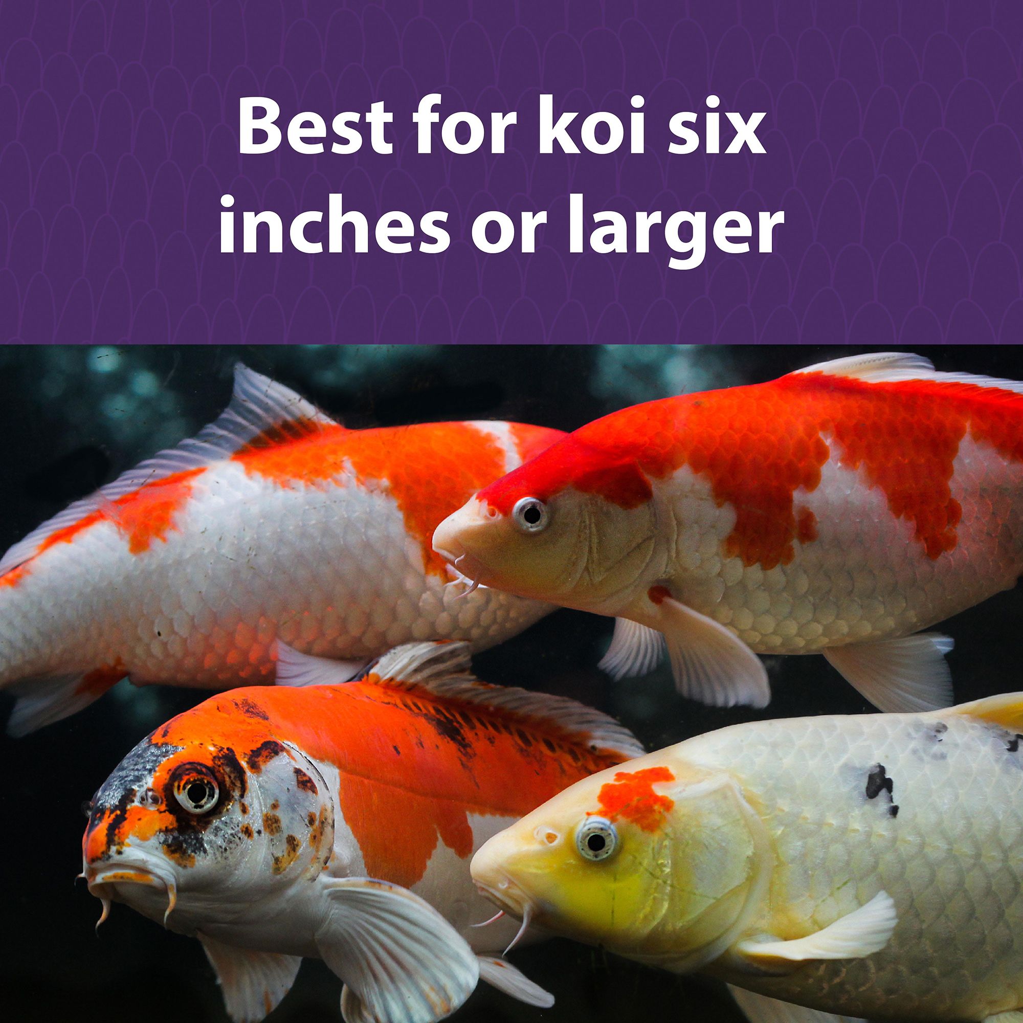 Mazuri Koi Platinum Nuggets Complete Diet - thumbnail 3