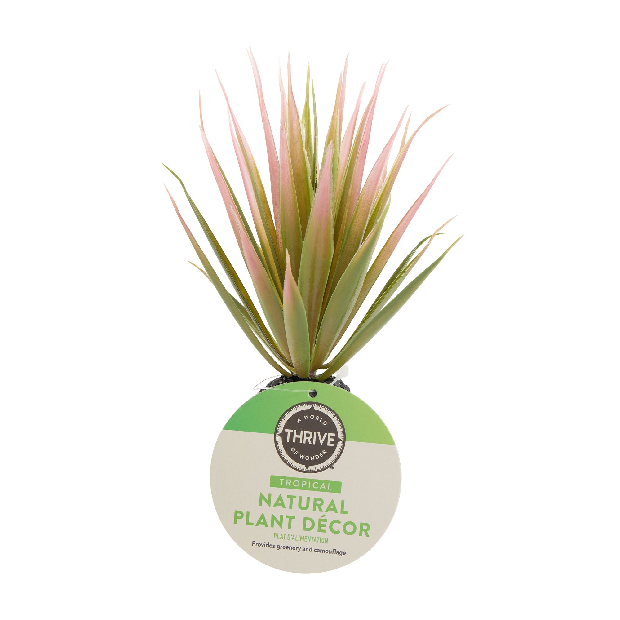 Thrive Succulent Plant - Terrarium Plant Decor - thumbnail 2
