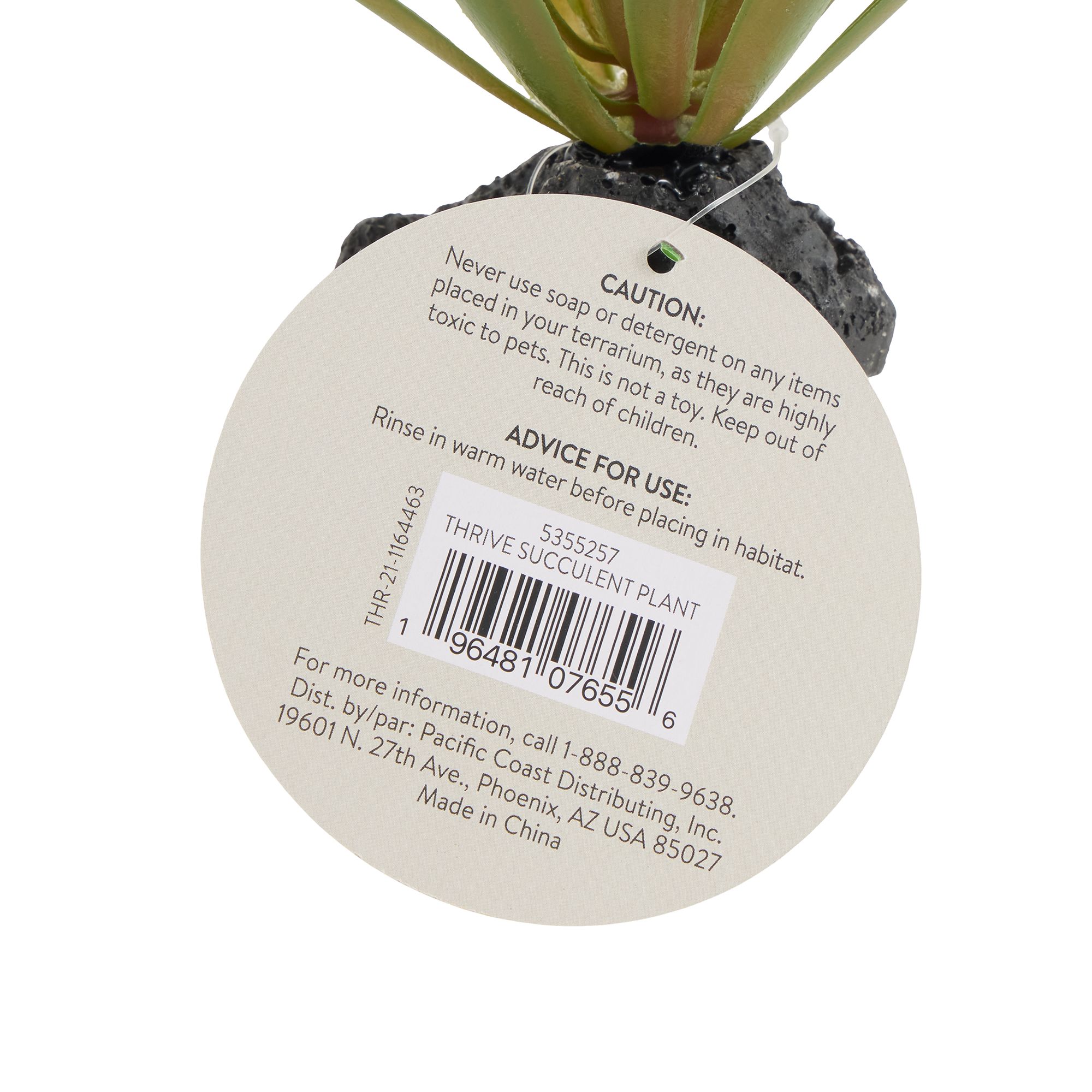 Thrive Succulent Plant - Terrarium Plant Decor - thumbnail 3