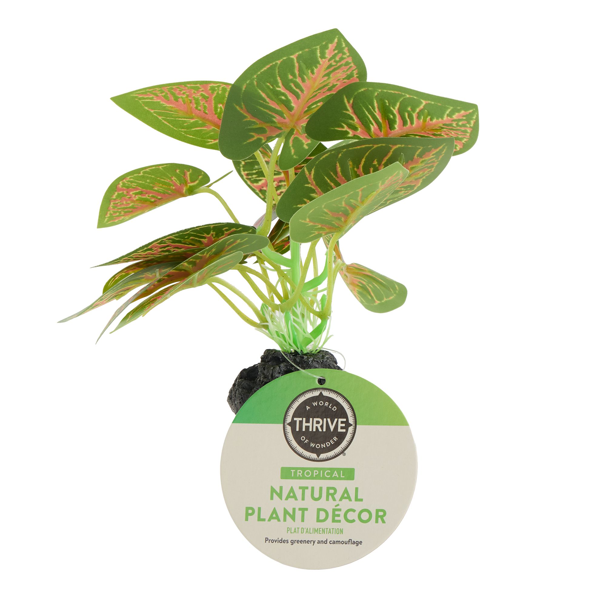 Thrive Leafy Green Plant - Terrarium Plant Decor - thumbnail 2