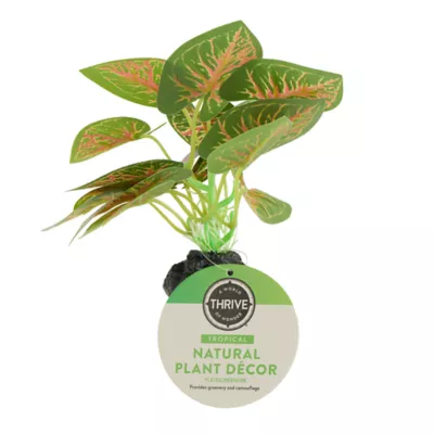 Product Thrive Leafy Green Plant