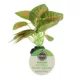 Product Thrive Leafy Green Plant