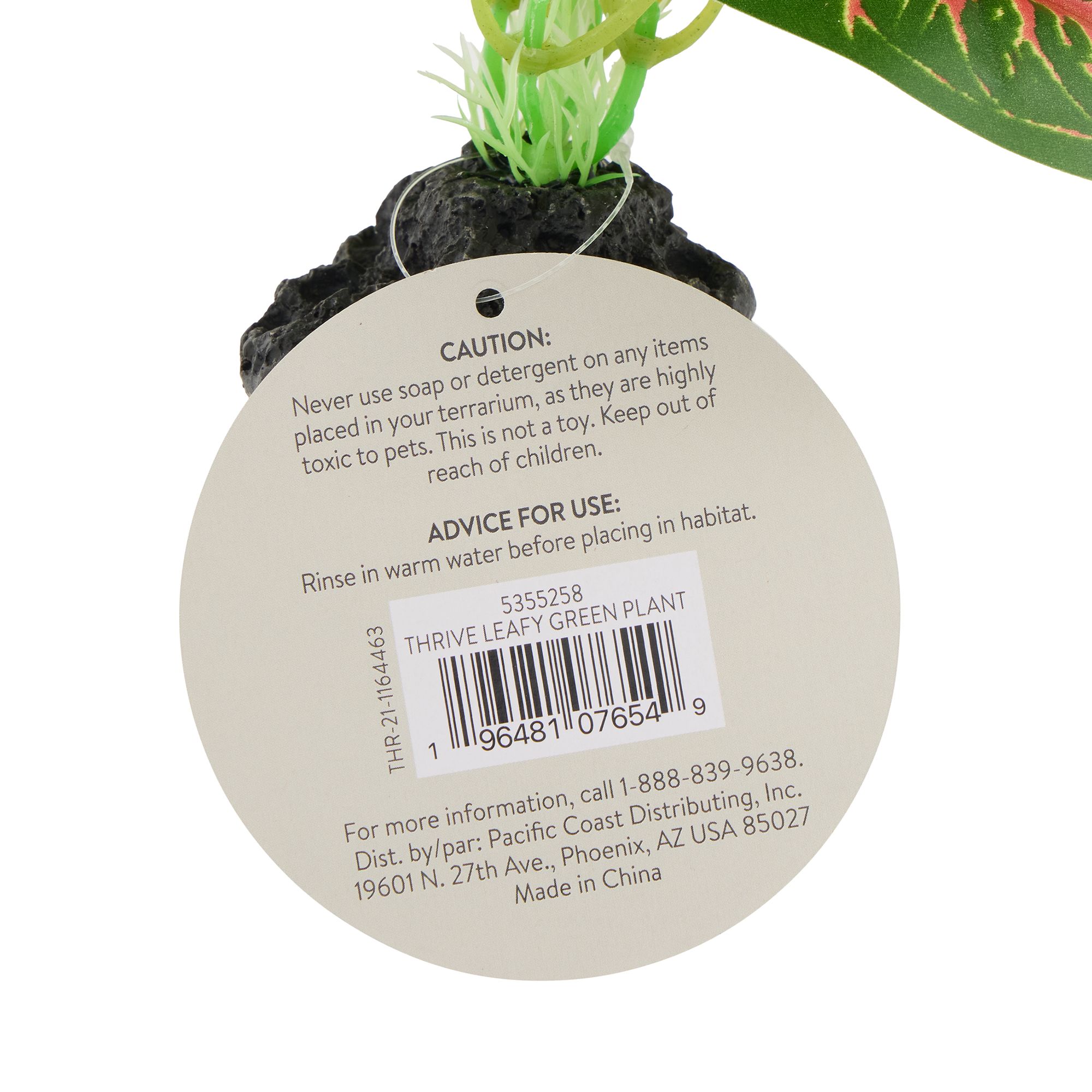 Thrive Leafy Green Plant - Terrarium Plant Decor - thumbnail 3
