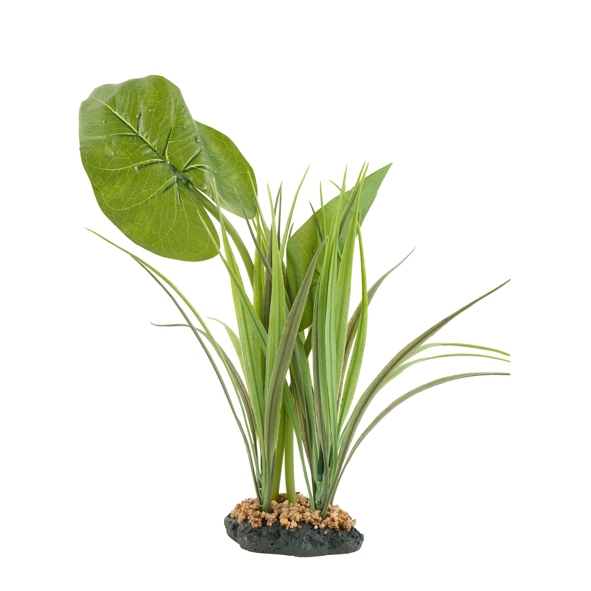 Thrive Canopy Plant - Terrarium Plant Decor - thumbnail 2