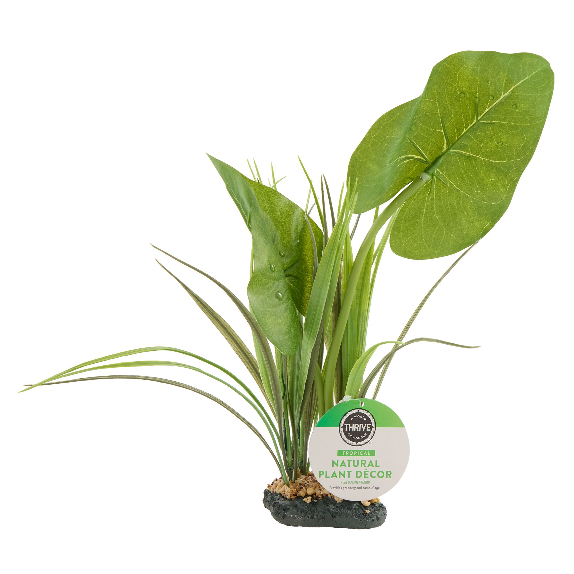 Thrive Canopy Plant - Terrarium Plant Decor - thumbnail 3