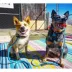 Mad Dog Products English Slip Leash 10 FT X 1/4 IN image thumbnail 6