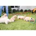 Mad Dog Products English Slip Leash 10 FT X 1/2 IN image thumbnail 7
