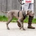 Halti No Pull Harness image thumbnail 6