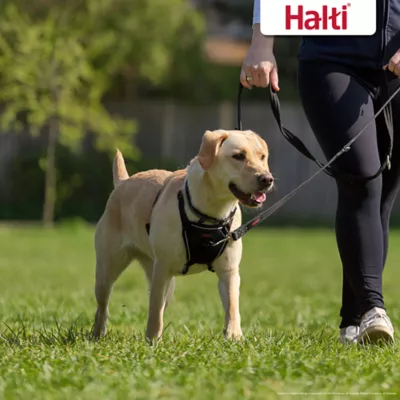 Product Halti No Pull Harness