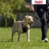 Halti No Pull Harness image thumbnail 6