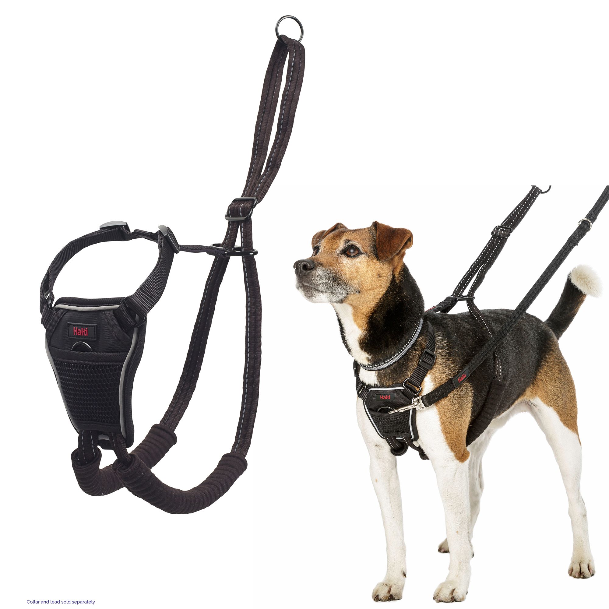 Muzzle leash petsmart best sale