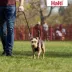 Halti No Pull Harness image thumbnail 6