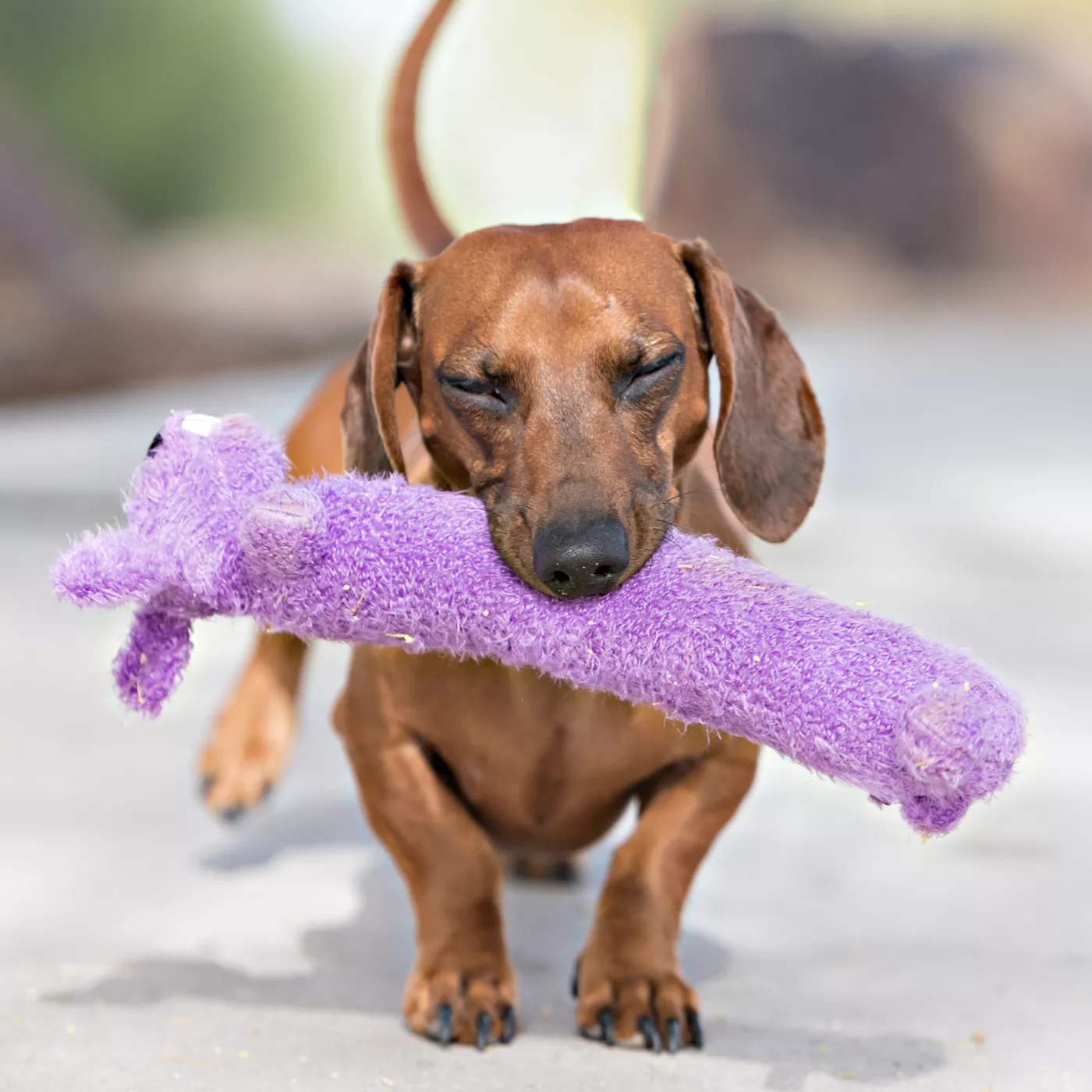 Loofah dog sale