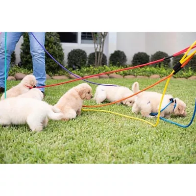 Product Mad Dog Products English Slip Leash 6 FT X 3/8 IN