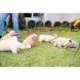 Product Mad Dog Products English Slip Leash 6 FT X 3/8 IN