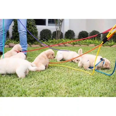  Mad Dog Products English Slip Leash 6 FT X 1/2 IN - Image 4