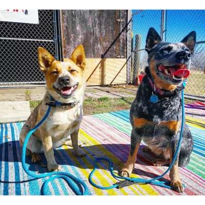  Mad Dog Products English Slip Leash 6 FT X 1/4 IN - Image 6