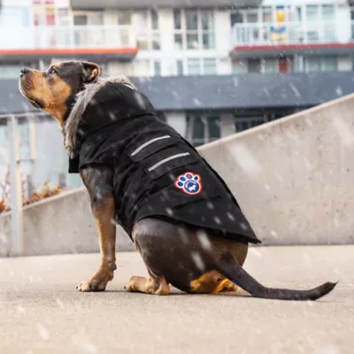 Product Canada Pooch Everest Explorer Dog Vest - Black