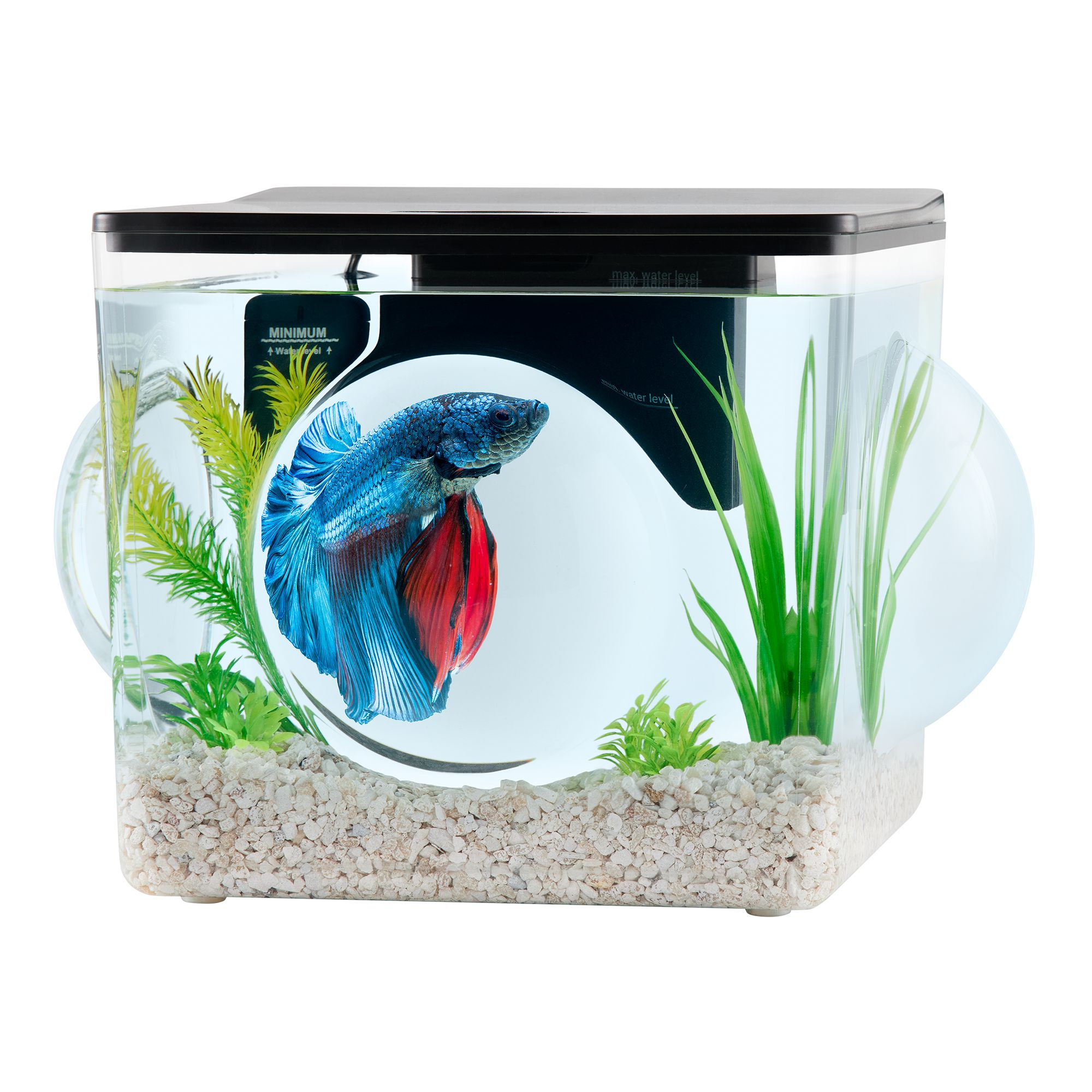 Petco betta malheueusement tank