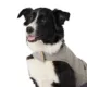 Product Arcadia Trail Ultra-Reflective Dog Jacket