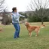 Chew King Ball Launcher Combo Dog Toy image thumbnail 2