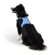 Product Top Paw Blue Gingham Fashion Comfort Vest Harness