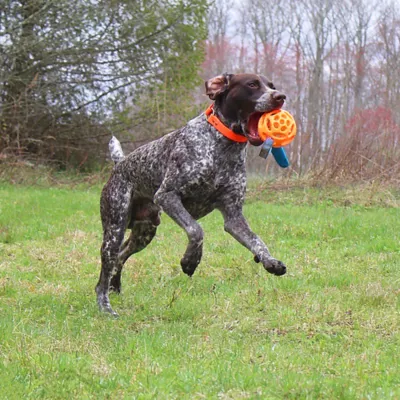 Product Chew King Ball Launcher Float & Glow Flyer XL Dog Toy