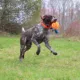 Product Chew King Ball Launcher Float & Glow Flyer XL Dog Toy