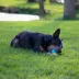 Chew King Ice Cream Fetch and Tug Dog Toy image thumbnail 4