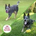 Chew King Premium Treat Crown Chew Toy and Ball Dog Toy image thumbnail 4